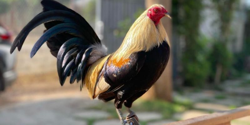 Bộ cựa gà đá sắt đa dạng hình dáng và kích thước