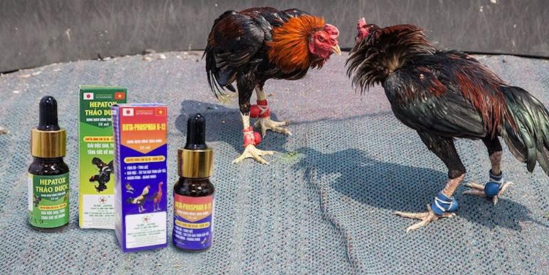 Khoáng và điện giải giúp gà phục hồi nhanh và hạn chế mất nước.