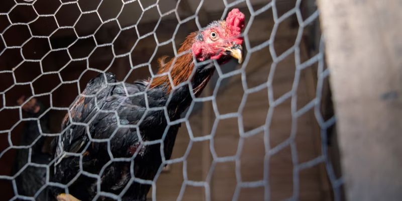 Đặc trưng của gà đá An Giang