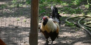 Gà Đá An Giang – Dòng Nòi Miền Tây Huyền Thoại 2025