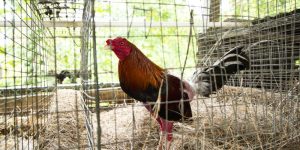 Gà Đá Đẹp Nhất – Chiến Kê Khiến Người Chơi Tại Jun88 Mê Mẩn