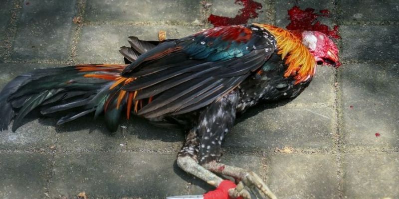 Gà Lemon 84 tung đòn chí mạng kết liễu trong 58 giây