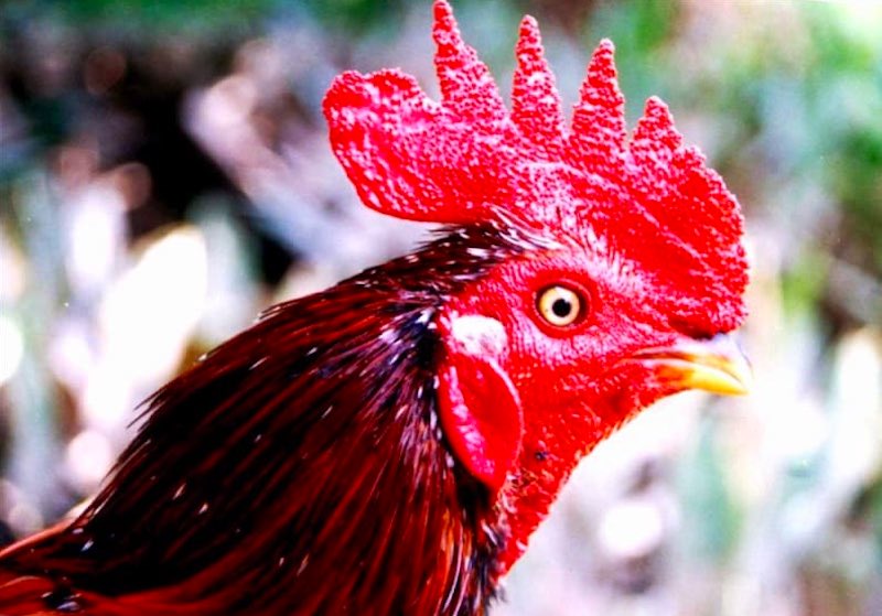 Gà mồng trà đang thi đấu với dáng oai phong mạnh mẽ