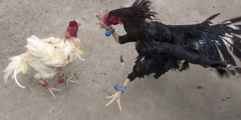 Giờ hoàng đạo đẹp để chọn ngày gà đá chuẩn