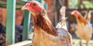 Thuốc Nuôi Gà Đá Của Mỹ Chính Hãng Đỉnh Nhất 2025 Tại Jun88